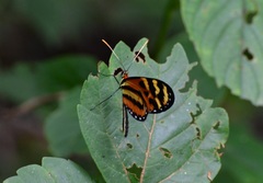 Mechanitis lysimnia utemaia