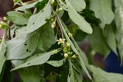 Physalis campechiana