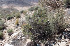 Crassula macowaniana