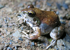 Tomopterna natalensis
