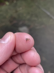 Coquillettidia perturbans