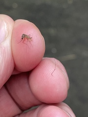 Coquillettidia perturbans