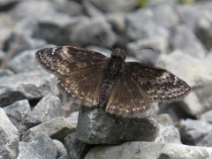 Erynnis lucilius