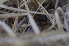 Cicada barbara lusitanica