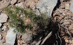 Asparagus capensis capensis