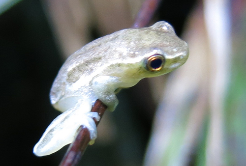 Hyperolius pickersgilli