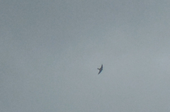 Ptyonoprogne rupestris