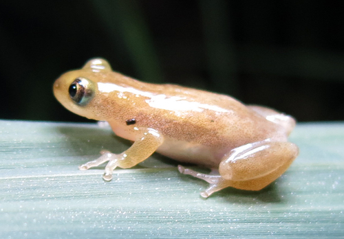 Afrixalus delicatus