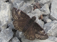 Erynnis lucilius