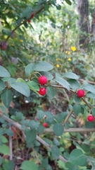 Cotoneaster multiflorus