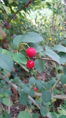 Cotoneaster multiflorus