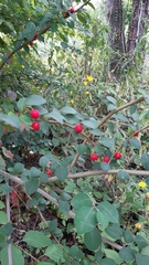 Cotoneaster multiflorus