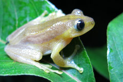 Afrixalus fornasini