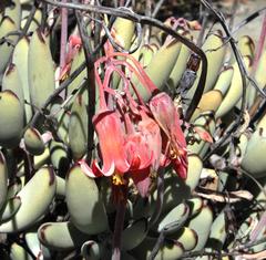 Cotyledon orbiculata orbiculata