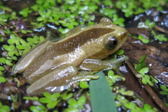Afrixalus fornasini