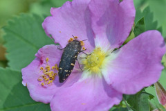 Acmaeodera knowltoni