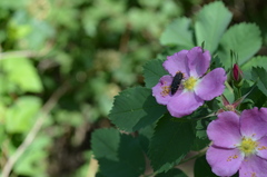 Acmaeodera knowltoni