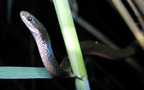 Lycodonomorphus rufulus