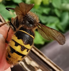 Dolichovespula media