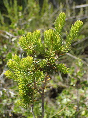 Thymelaea tinctoria