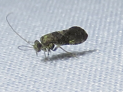 Myopsocidae