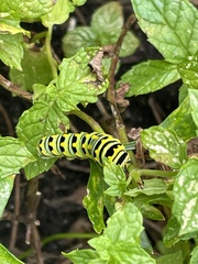 Papilio polyxenes