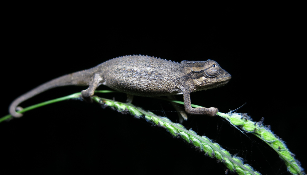 Black-Headed Dwarf Chameleon