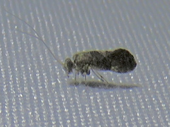 Myopsocidae