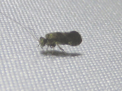 Myopsocidae