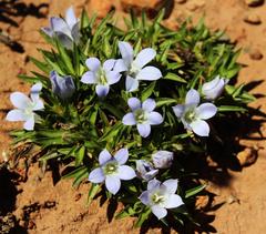 Craterocapsa tarsodes
