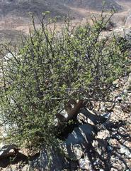 Commiphora capensis