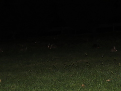 Oryctolagus cuniculus
