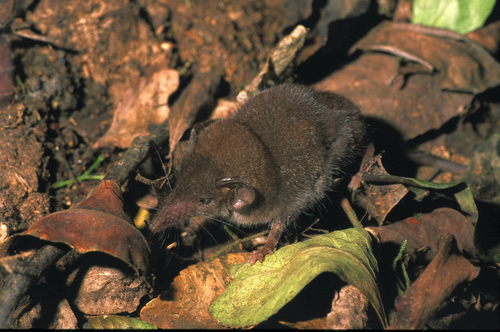 Hildegarde's Shrew (Crocidura hildegardeae) — Least Concern Mammalia