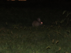 Oryctolagus cuniculus