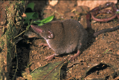 Crocidura hildegardeae