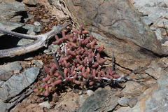 Eberlanzia