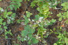Sclerotinia sclerotiorum