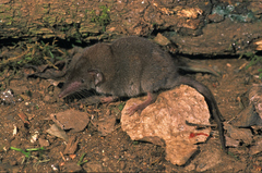 Crocidura hildegardeae