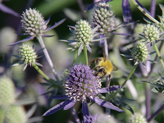 Eryngium planum