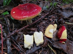 Russula aurea