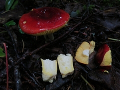 Russula aurea