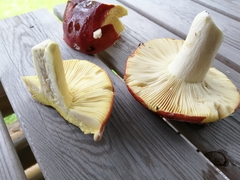 Russula aurea