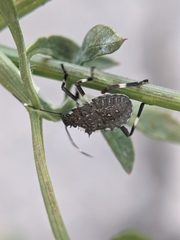 Halyomorpha halys