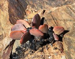 Adromischus alstonii