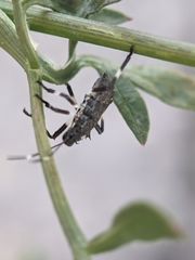 Halyomorpha halys