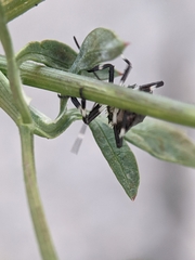 Halyomorpha halys