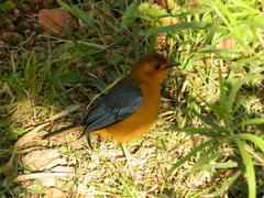 Cossypha natalensis natalensis