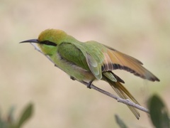 Merops viridissimus