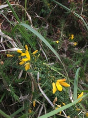 Ulex gallii