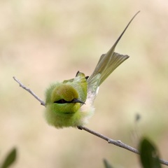Merops viridissimus